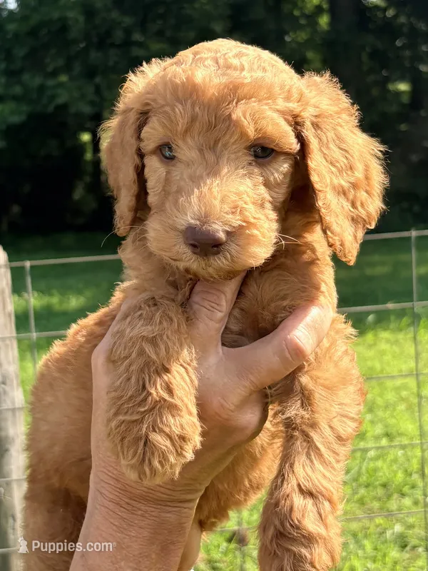 Lucky  – Poodle - Standard  puppy for sale in Nashville, TN
