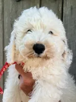 Red boy, a male Miniature Goldendoodle for sale in Nashville, TN – 3 of 3