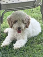 Purple girl, a female Miniature Goldendoodle for sale in Nashville, TN – 2 of 5