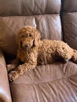 Charlotte , a female Poodle - Standard  for sale in Nashville, TN – 2 of 5