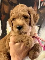 Hot pink girl , a female Poodle - Standard  for sale in Hermitage, TN – 2 of 2