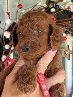 Red boy , a male Poodle - Standard  for sale in Nashville, TN – 3 of 3