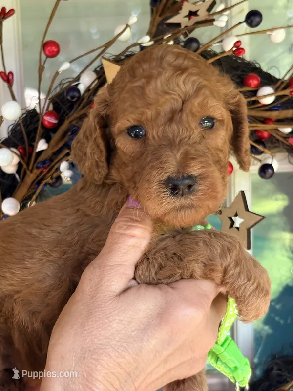 Lime green girl  – Poodle - Standard  puppy for sale in Nashville, TN