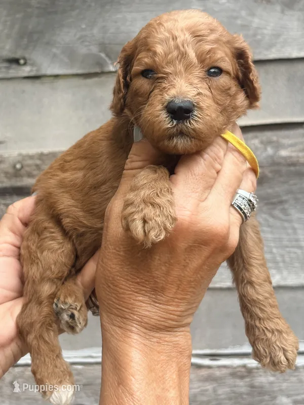 Yellow collar boy  – Poodle - Standard  puppy for sale in Hermitage, TN