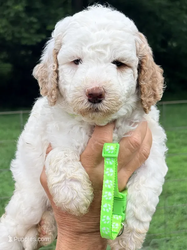 Mint girl – Miniature Goldendoodle puppy for sale in Nashville, TN