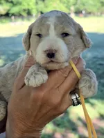 Yellow boy, a male Miniature Goldendoodle for sale in Nashville, TN – 2 of 2