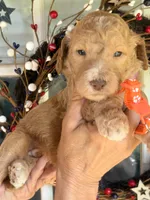 Orange boy , a male Poodle - Standard  for sale in Nashville, TN – 1 of 1