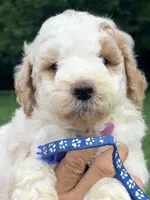 Blue boy, a male Miniature Goldendoodle for sale in Nashville, TN – 1 of 3