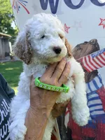 Lime girl, a female Miniature Goldendoodle for sale in Nashville, TN – 4 of 4