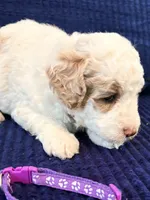 Purple girl, a female Miniature Goldendoodle for sale in Nashville, TN – 3 of 4
