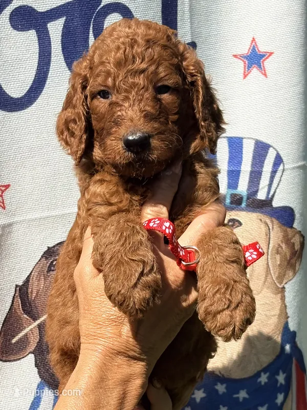 Red boy  – Poodle - Standard  puppy for sale in Nashville, TN
