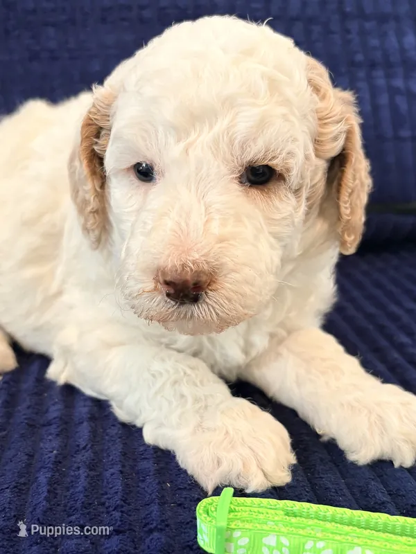 Mint girl – Miniature Goldendoodle puppy for sale in Nashville, TN