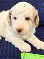 Mint girl, a female Miniature Goldendoodle for sale in Nashville, TN – 1 of 3