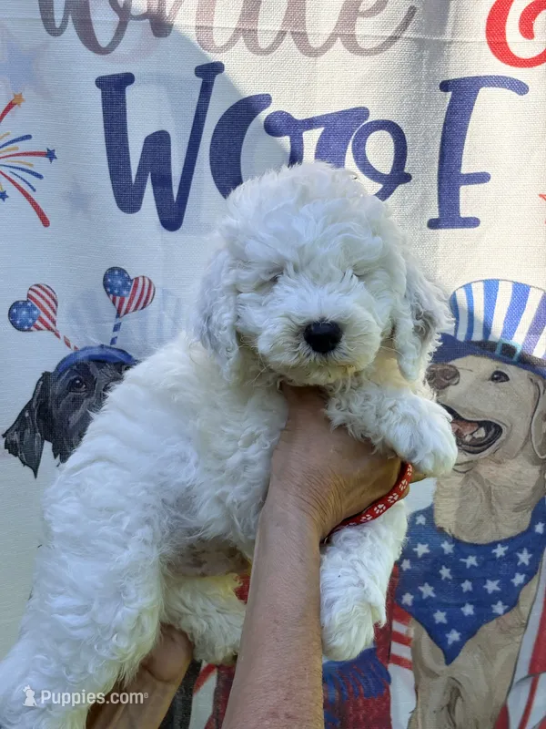 Red boy  – Miniature Goldendoodle puppy for sale in Nashville, TN