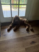 Missy , a female Poodle - Standard  for sale in Hermitage, TN – 7 of 7