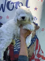 Red boy , a male Miniature Goldendoodle for sale in Nashville, TN – 4 of 4