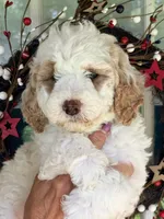 Purple girl, a female Miniature Goldendoodle for sale in Nashville, TN – 1 of 2