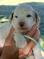 Mint girl, a female Miniature Goldendoodle for sale in Nashville, TN – 2 of 3