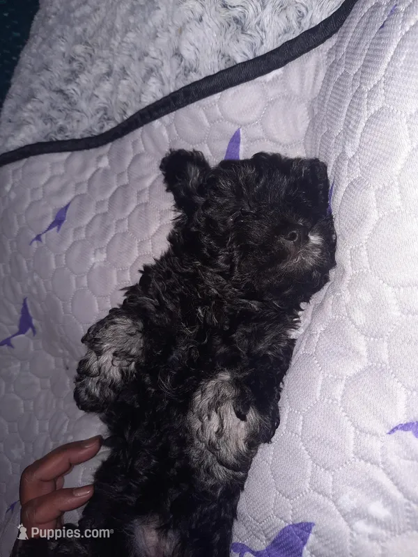 Princey – Shih Tzu, Poodle - Miniature  puppy for sale in Winston-Salem, NC