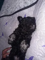 Princey, a male Shih Tzu and Poodle - Miniature  for sale in Winston-Salem, NC – 1 of 1