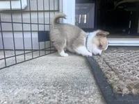 Bobber, a male Pembroke Welsh Corgi for sale in Rolla, MO – 5 of 7