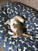 Oscar , a male Pembroke Welsh Corgi for sale in Rolla, MO – 5 of 6