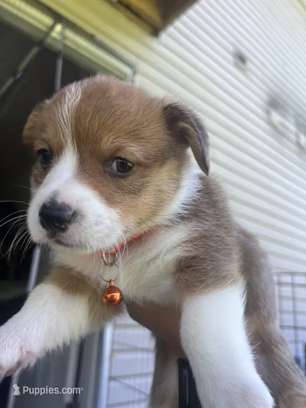 Oscar  – Pembroke Welsh Corgi puppy for sale in Rolla, MO