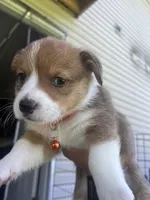 Oscar , a male Pembroke Welsh Corgi for sale in Rolla, MO – 1 of 6