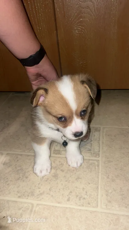 Bobber – Pembroke Welsh Corgi puppy for sale in Rolla, MO