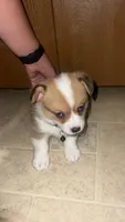 Bobber, a male Pembroke Welsh Corgi for sale in Rolla, MO – 1 of 7
