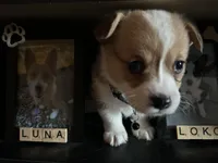 Bobber, a male Pembroke Welsh Corgi for sale in Rolla, MO – 4 of 7