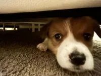 Oscar , a male Pembroke Welsh Corgi for sale in Rolla, MO – 4 of 6