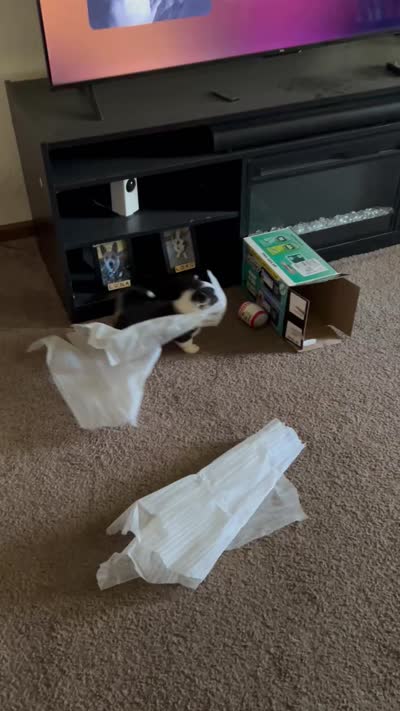 Oscar , a male Pembroke Welsh Corgi for sale in Rolla, MO – 6 of 6