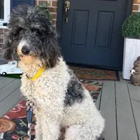 JD, a female Poodle - Multi-Colored Standard for sale in Summerville, SC – Photo 1 of 5