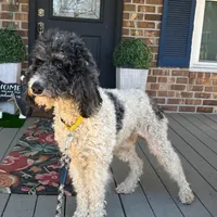 JD, a female Poodle - Multi-Colored Standard for sale in Summerville, SC – Photo 2 of 5