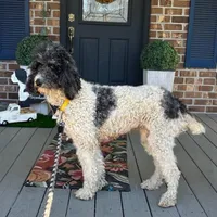 JD, a female Poodle - Multi-Colored Standard for sale in Summerville, SC – Photo 4 of 5