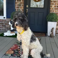 JD, a female Poodle - Multi-Colored Standard for sale in Summerville, SC – Photo 3 of 5