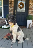 JD, a female Poodle - Multi-Colored Standard for sale in Summerville, SC – Photo 3 of 5