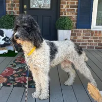 JD, a female Poodle - Multi-Colored Standard for sale in Summerville, SC – Photo 5 of 5