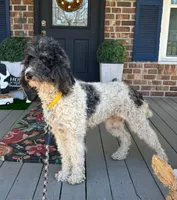 JD, a female Poodle - Multi-Colored Standard for sale in Summerville, SC – Photo 5 of 5