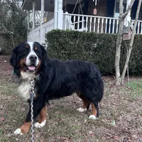 Ralph , a male Bernese Mountain Dog for sale in Summerville, SC – Photo 3 of 5