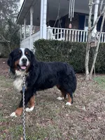 Ralph , a male Bernese Mountain Dog for sale in Summerville, SC – Photo 3 of 5