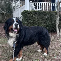 Ralph , a male Bernese Mountain Dog for sale in Summerville, SC – Photo 2 of 5