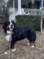 Ralph , a male Bernese Mountain Dog for sale in Summerville, SC – Photo 2 of 5
