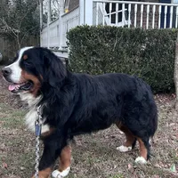 Ralph , a male Bernese Mountain Dog for sale in Summerville, SC – Photo 1 of 5