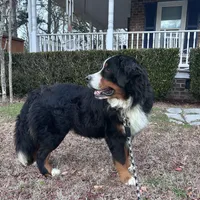 Ralph , a male Bernese Mountain Dog for sale in Summerville, SC – Photo 5 of 5