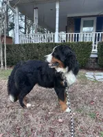 Ralph , a male Bernese Mountain Dog for sale in Summerville, SC – Photo 5 of 5