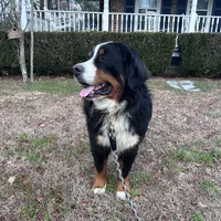 Ralph , a male Bernese Mountain Dog for sale in Summerville, SC – Photo 4 of 5