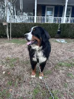 Ralph , a male Bernese Mountain Dog for sale in Summerville, SC – Photo 4 of 5