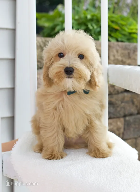 Harper's Sea Green Ribbon male  – Goldendoodle, English Goldendoodle puppy for sale in Peoria, IL